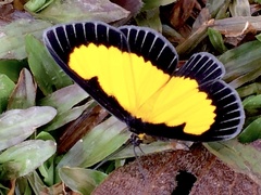 Xanthyris flaveolata