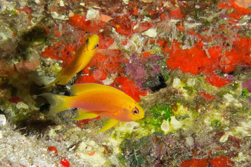 Pseudanthias hawaiiensis observed 2011-09-04