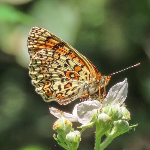 Freyer's Fritillary