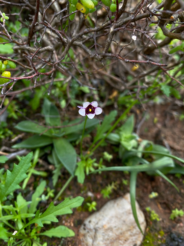 Diascia capensis, photograph 1