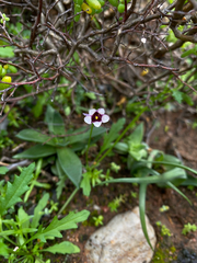 Diascia capensis
