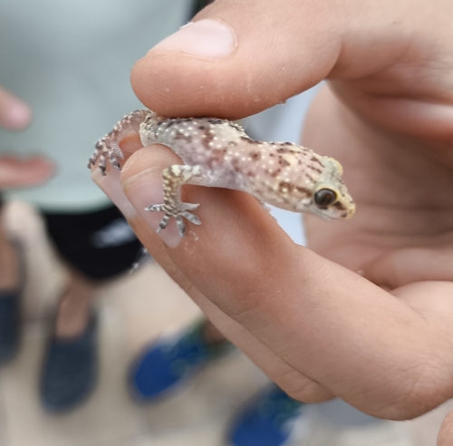 Mediterranean House Gecko
