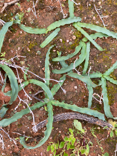 Drimia haworthioides