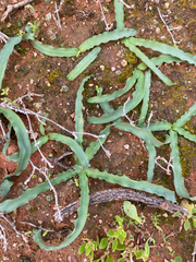 Drimia haworthioides