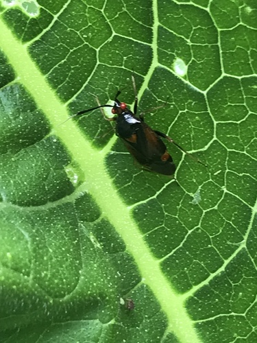 red-spotted plant bug