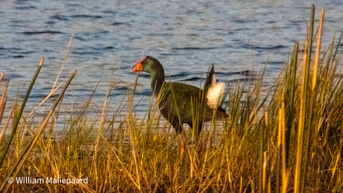iNaturalist: (c) William Maliepaard, some rights reserved (CC BY-NC), uploaded by William Maliepaard iNaturalist image