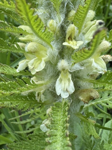 Pedicularis foliosa, photograph 2