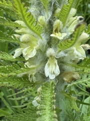 Pedicularis foliosa, photograph (c) chrisdt, some rights reserved (CC BY)