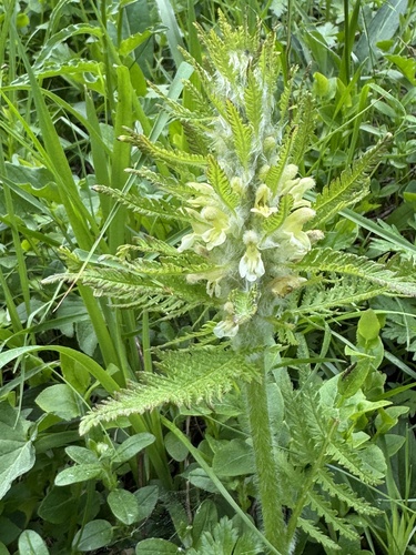 Pedicularis foliosa, photograph 3
