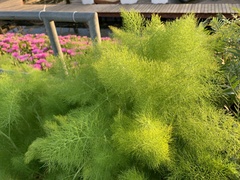 Foeniculum vulgare
