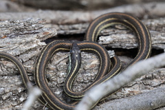 Thamnophis proximus proximus