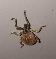 Hyperinae