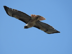 Buteo jamaicensis