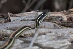 Thamnophis proximus proximus