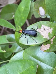 Epicauta mannerheimi