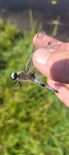 Scarce Chaser