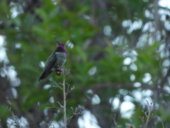 Calypte anna