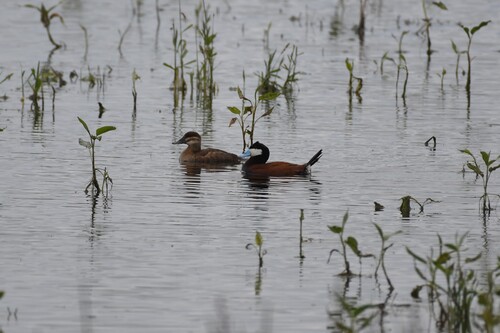 Ruddy Duck