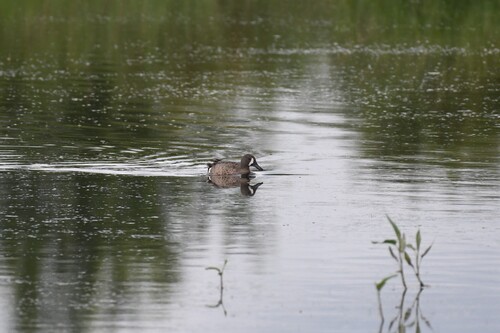 Blue-winged Teal
