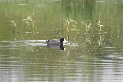 American Coot