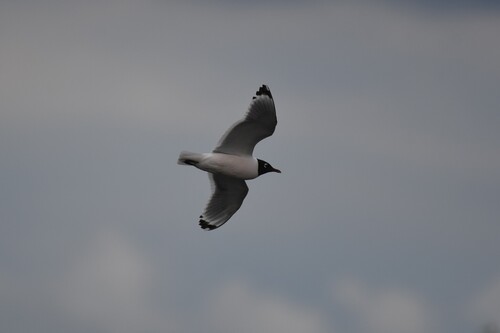 Franklin's Gull