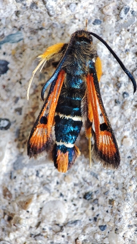 Fiery Clearwing