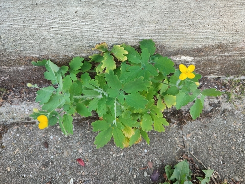 Greater celandine