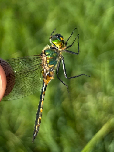 Yellow-spotted Emerald