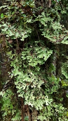 Pseudocyphellaria homoeophylla