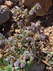 Phacelia coerulea
