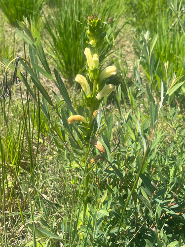 Moor-King Lousewort