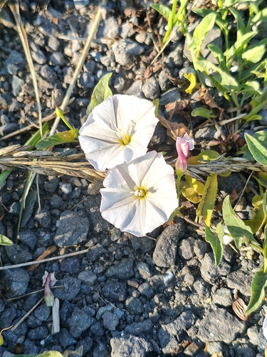 field bindweed