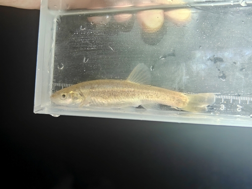 Amur Minnow
