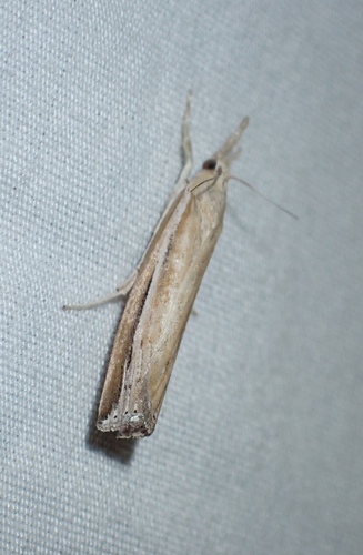 Floridian Grass-veneer Moth