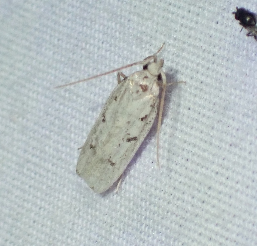Five-spotted Glyphidocera