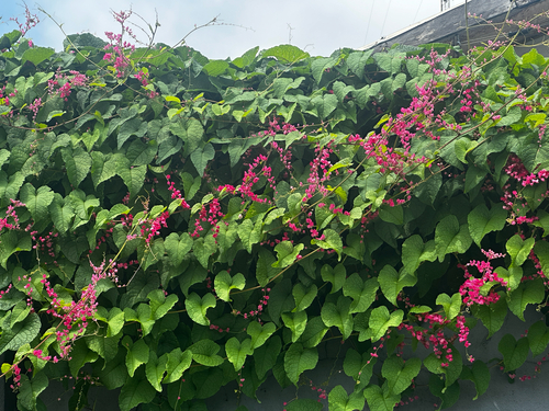 Coral Vine