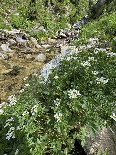 Cardamine amara, photograph 6