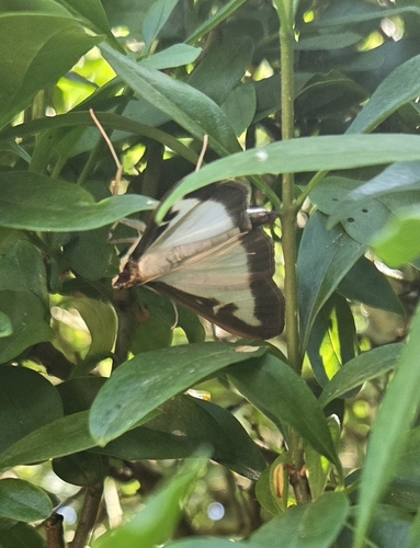 Box Tree Moth