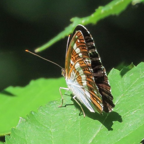 Eurasian White Admiral