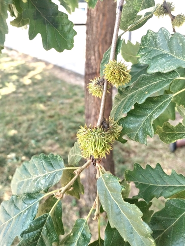 Turkey Oak