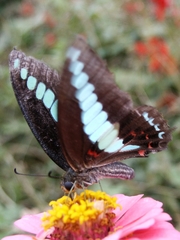 Graphium sarpedon sarpedon