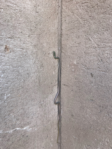 Spotted Bush Snake