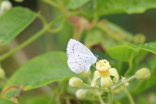 Holly Blue