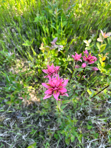 giant red paintbrush