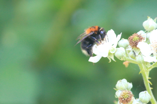 Tree Bumble Bee