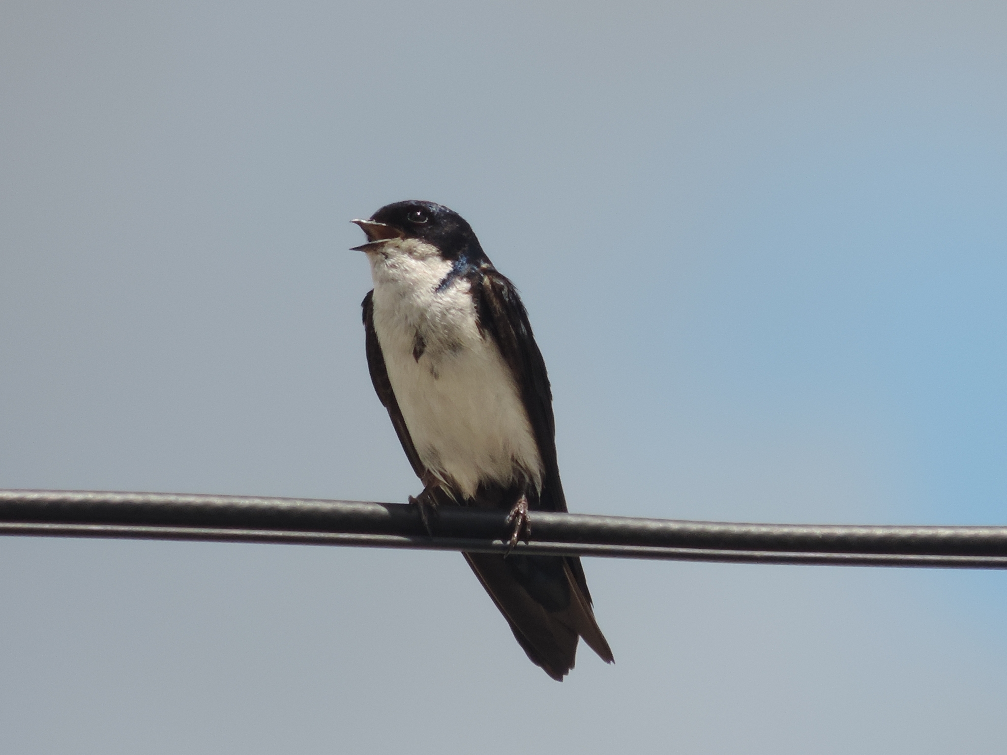 Notiochelidon cyanoleuca image