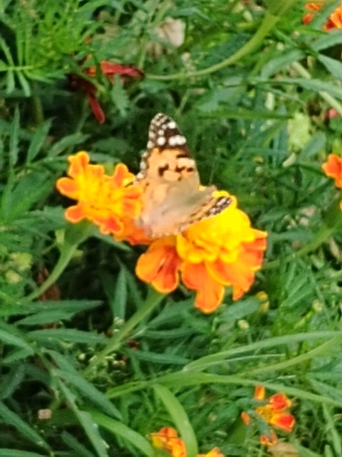 Painted Lady