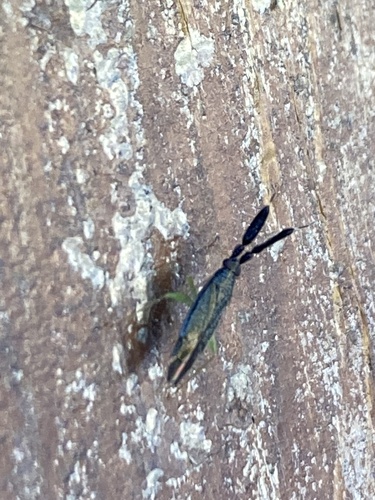 Common Flathorn Plant Bug