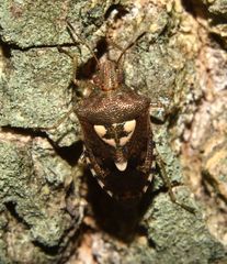 Oebalus