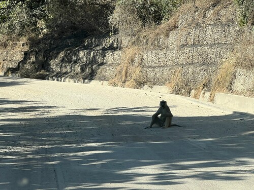 Yellow Baboon